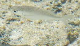 Image of Common mojarra
