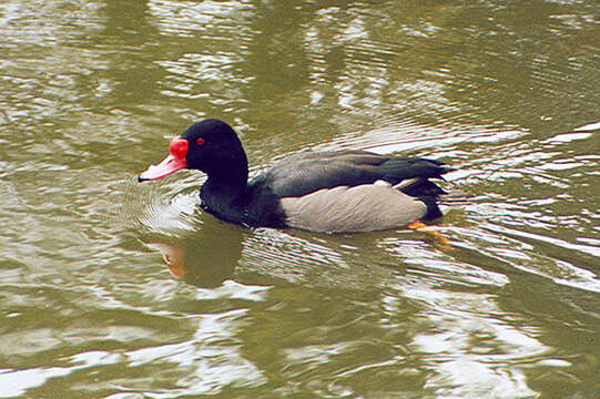 Image of Rosy-billed Pochard