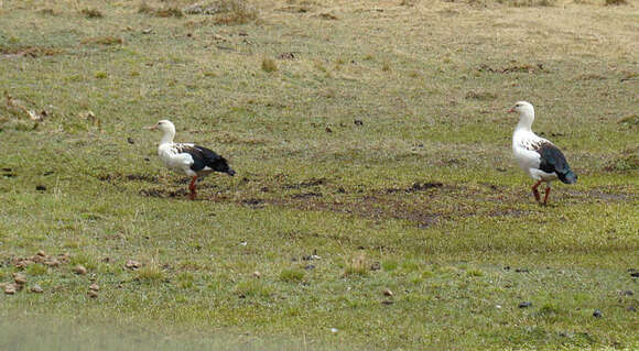 Image of Andean Goose