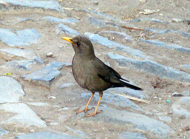 Plancia ëd Turdus chiguanco d'Orbigny & Lafresnaye 1837