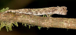 Image of Amber Mountain Leaf Chameleon