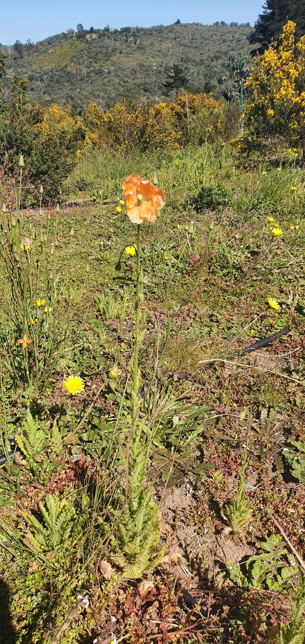 Image of Orange poppy