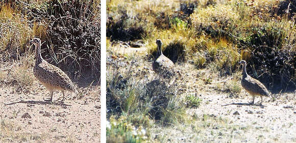 Image of Patagonian Tinamou