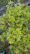 Image of wax myrtle