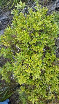 Image of wax myrtle