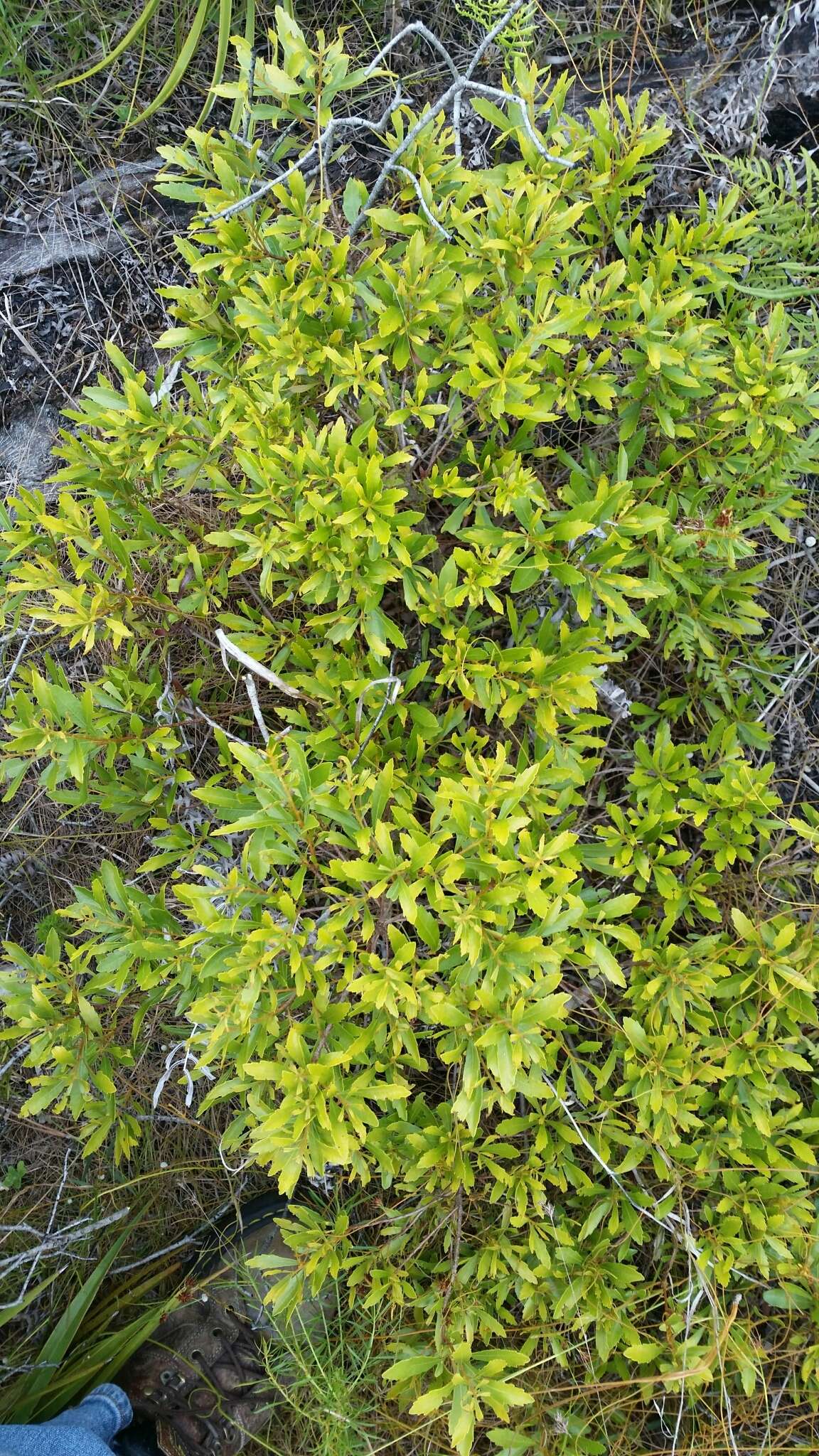 Image of wax myrtle