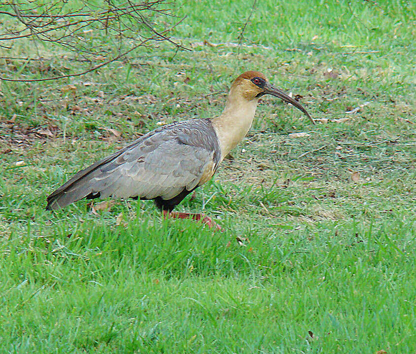 Image of Black-faced Ibis