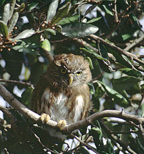 Image of Austral Pygmy Owl