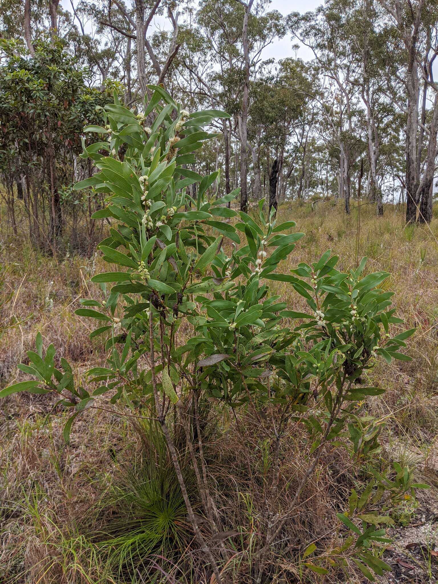 Imagem de Hakea benthamii I. M. Turner