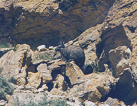 Image of Wolffsohn's viscacha