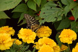 Papilio xuthus Linnaeus 1767 resmi