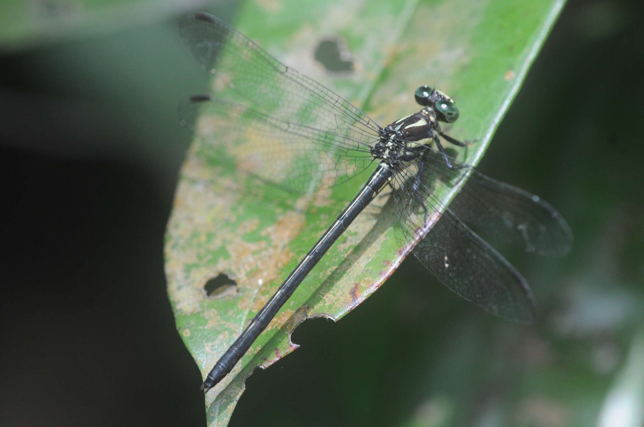 Image of Leptogomphus risi Laidlaw 1932