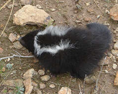 Image of Molina's Hog-nosed Skunk