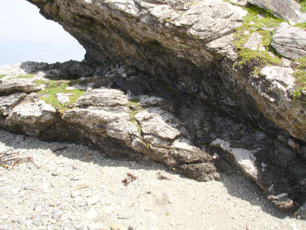 Image of Asplenium pauperequitum Brownsey & P. J. Jacks.