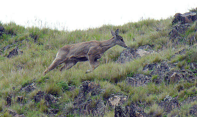 Image of North Andean Deer