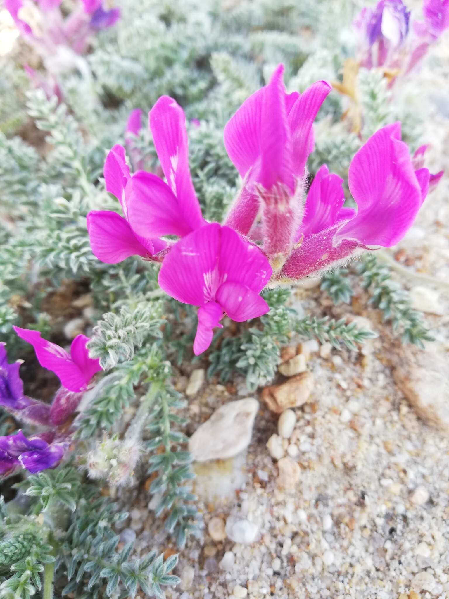 Image de Oxytropis lanata (Pall.) DC.