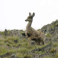 Image of North Andean Deer