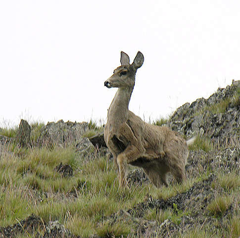 Слика од Hippocamelus antisensis (d'Orbigny 1834)