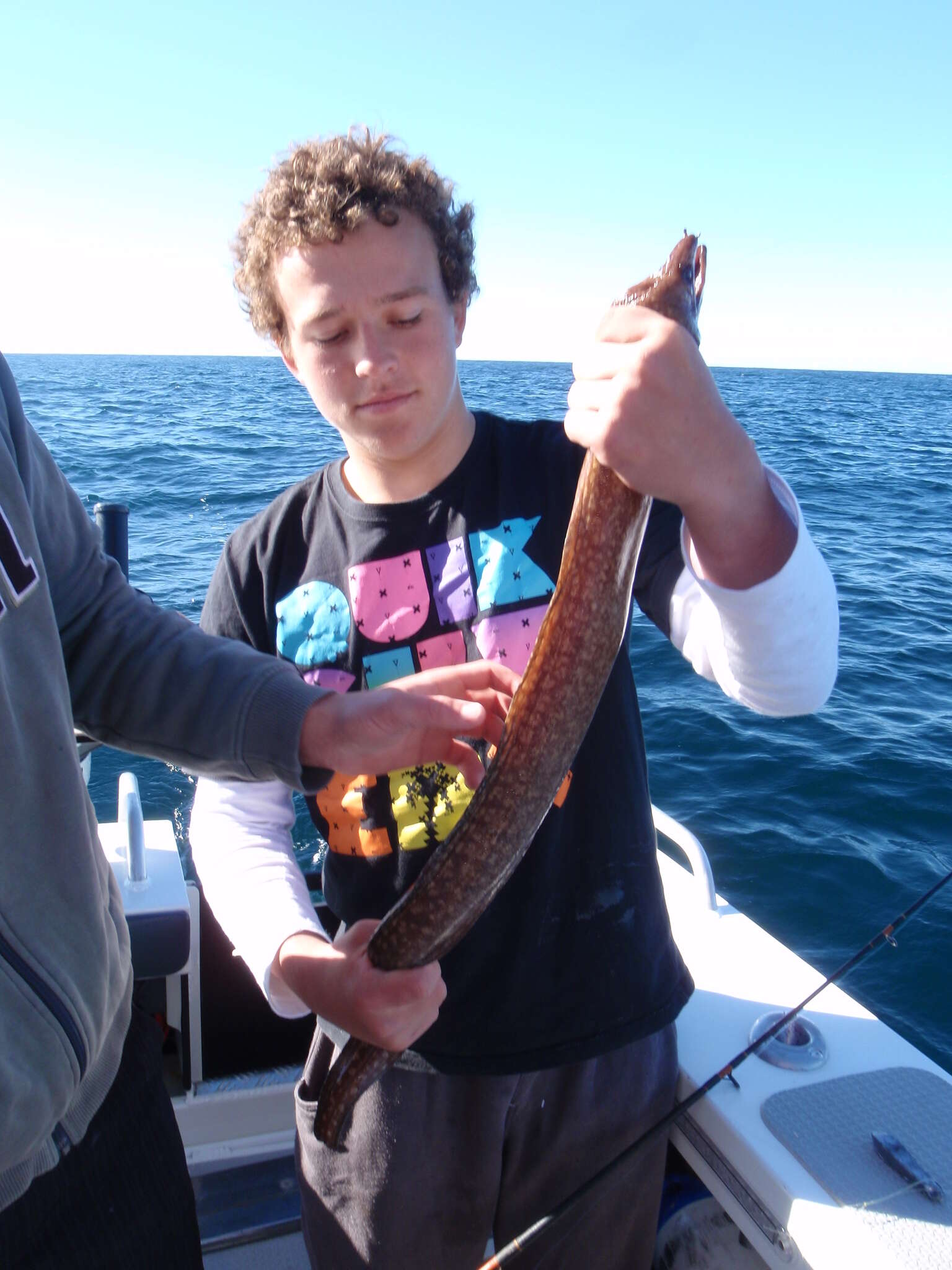 Image of Australian mottled moray