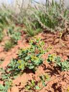 Image of Euphorbia undulata M. Bieb.