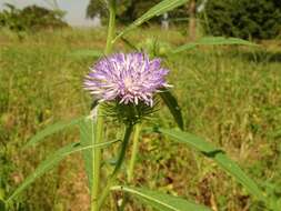 Imagem de Vernonia galamensis (Cass.) Less.