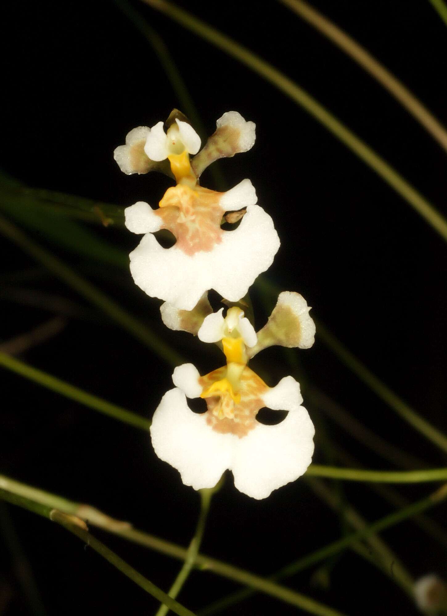 Imagem de Tolumnia variegata (Sw.) Braem