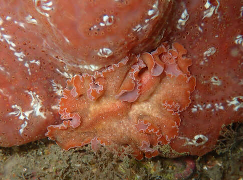 Image of Mediterranean orange polyclad worm