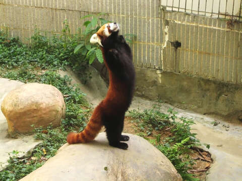 Image of Red panda