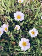 Image of Calibrachoa pubescens (Spreng.) Stehmann