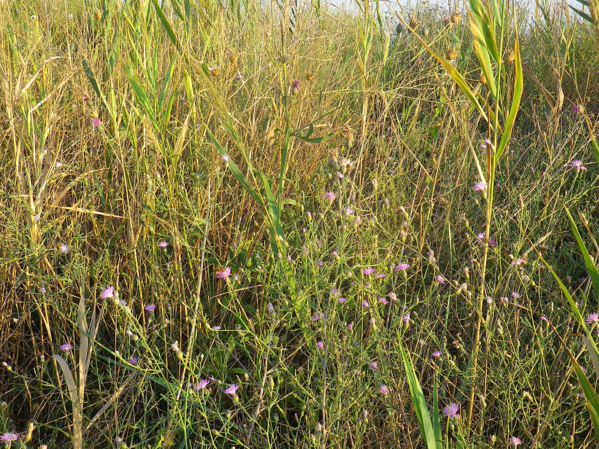 Слика од Centaurea odessana Prodan