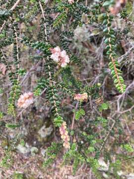 Image of Trochocarpa thymifolia (R. Br.) Sprengel