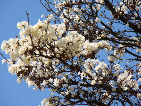 Image de Handroanthus albus (Cham.) Mattos