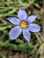 Image of Sisyrinchium ensigerum E. P. Bicknell