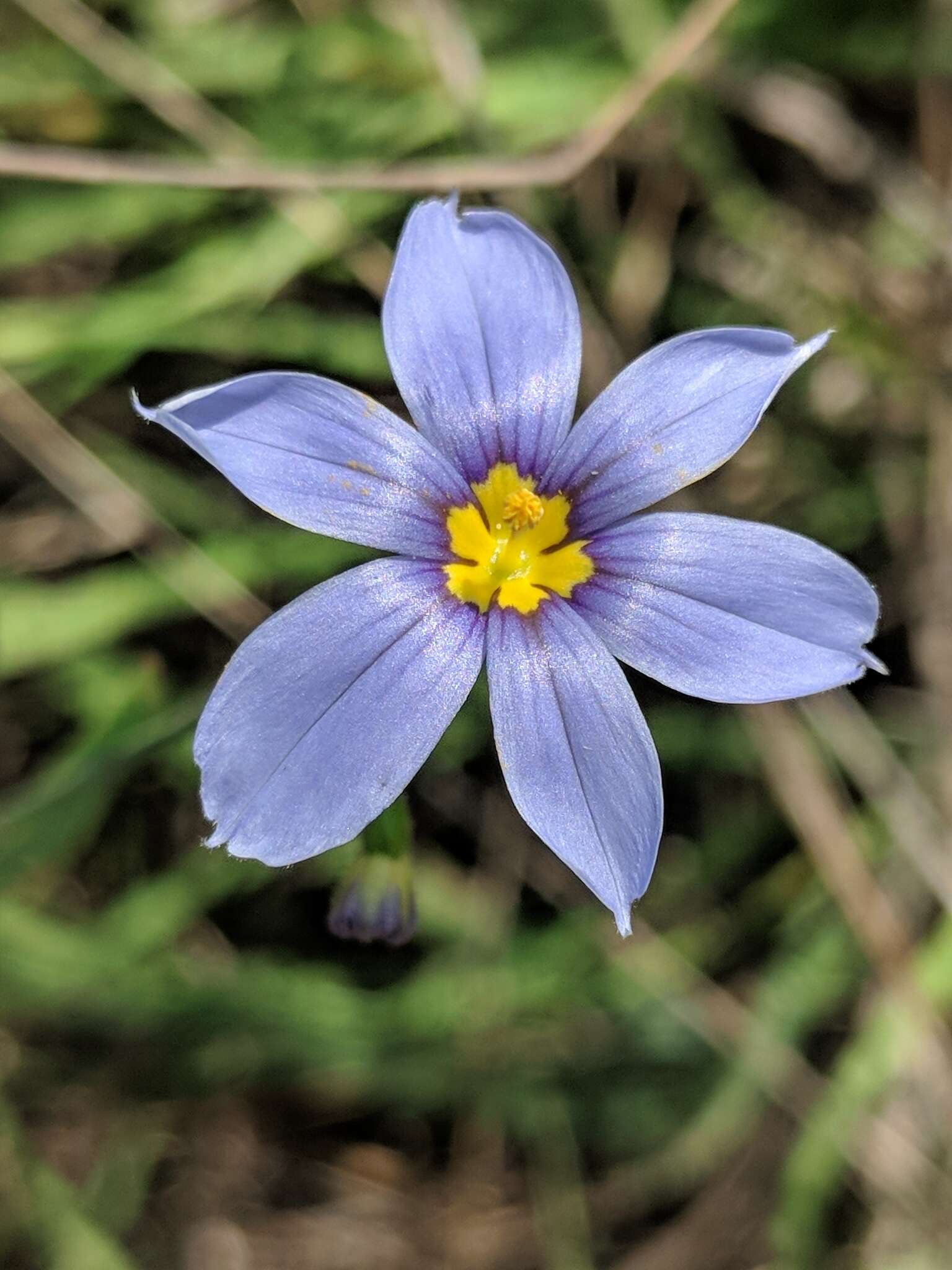 Sisyrinchium ensigerum E. P. Bicknell的圖片