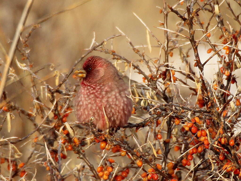 Image of Great Rosefinch