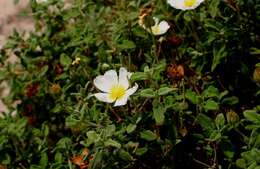 Image of salvia cistus