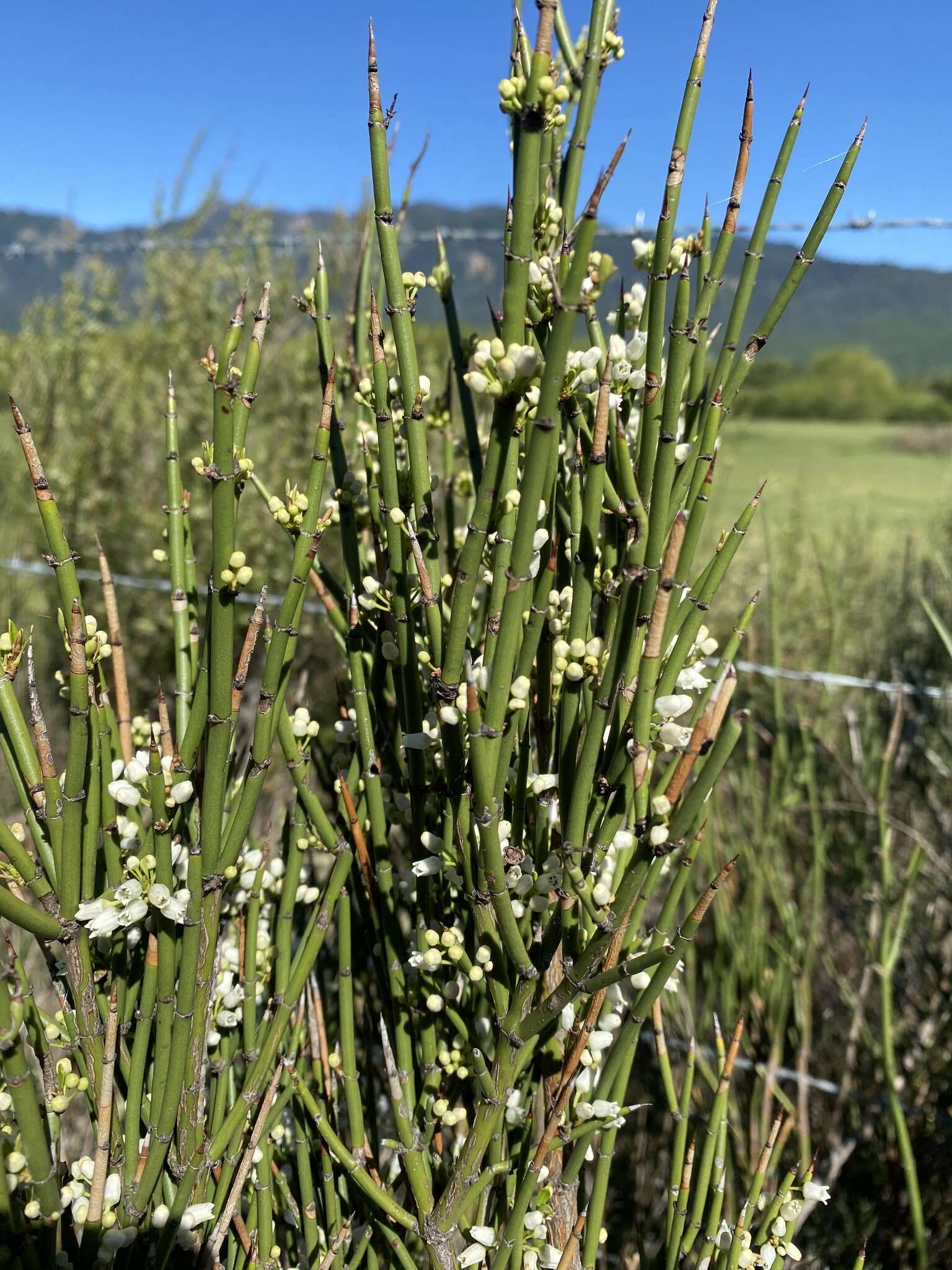 Image de Retanilla ephedra (Vent.) Brongniart