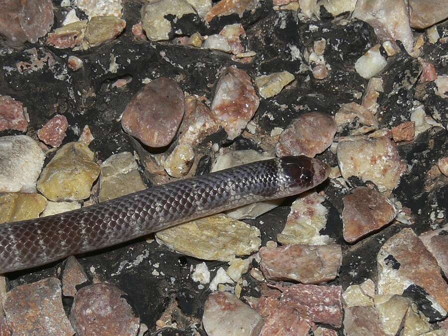 Image of North-western Shovel-nosed Snake