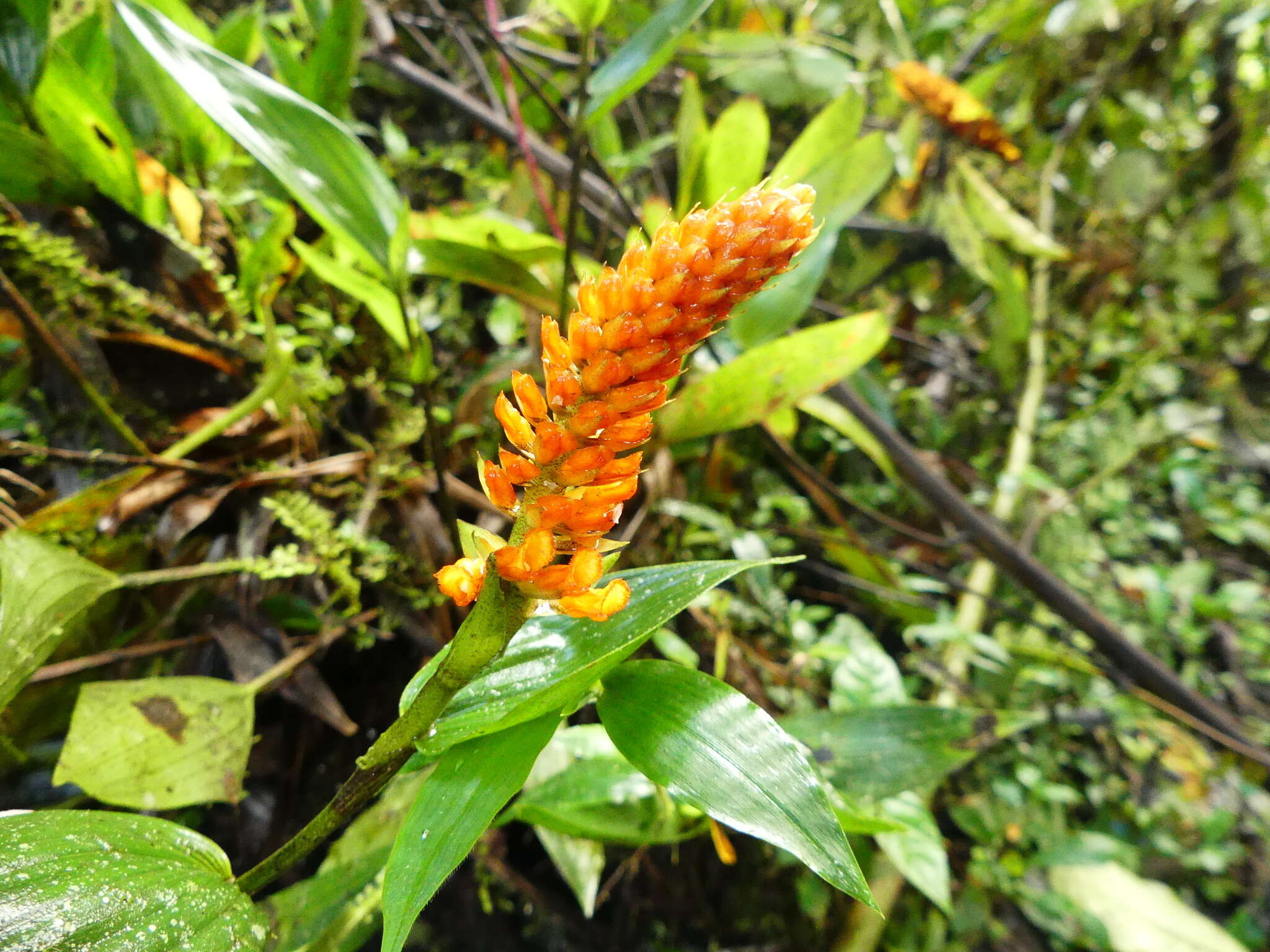 Image of Elleanthus discolor (Rchb. fil. & Warsz.) Rchb. fil.