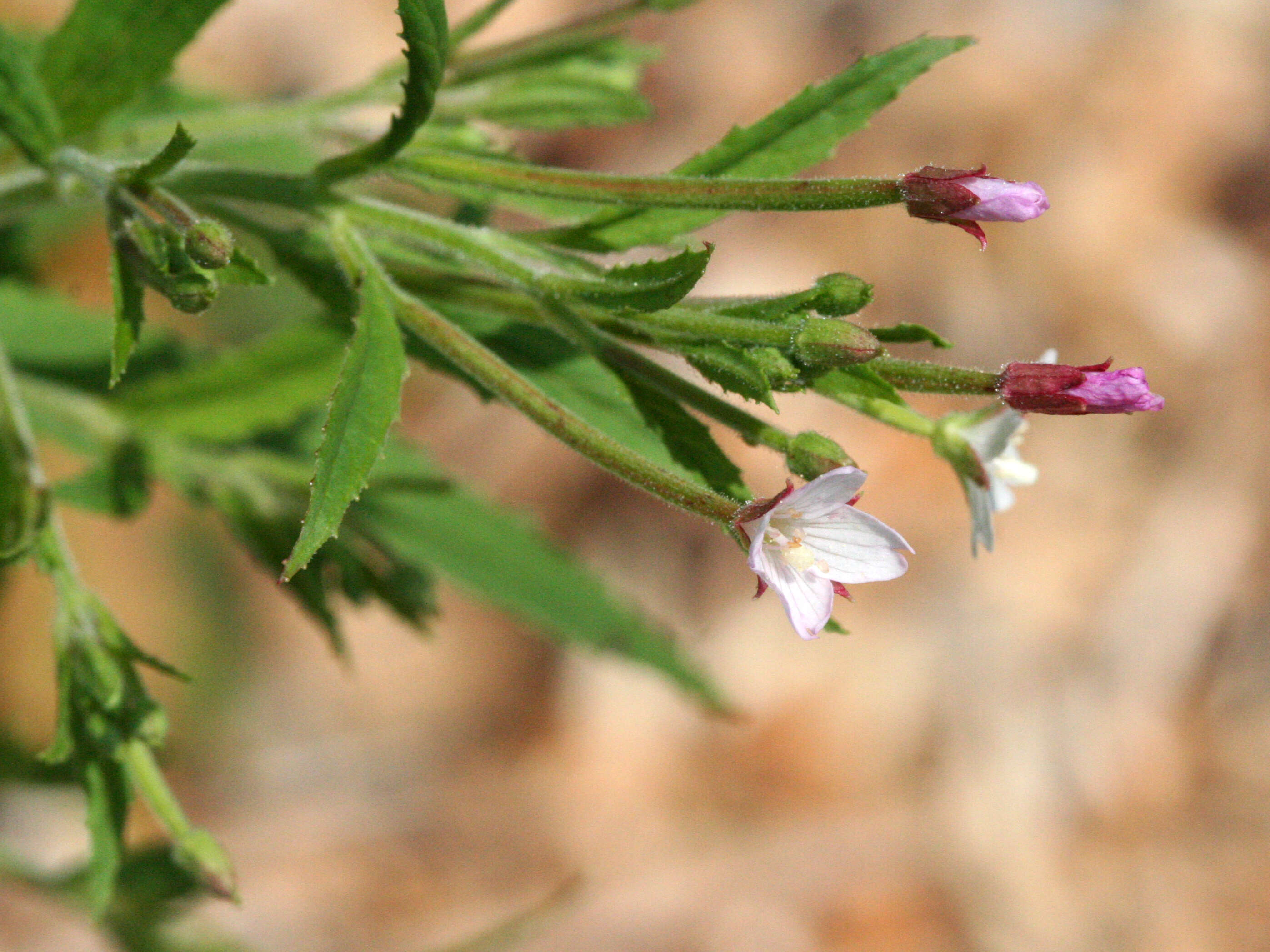 Image of american willowherb