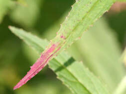 Image of american willowherb