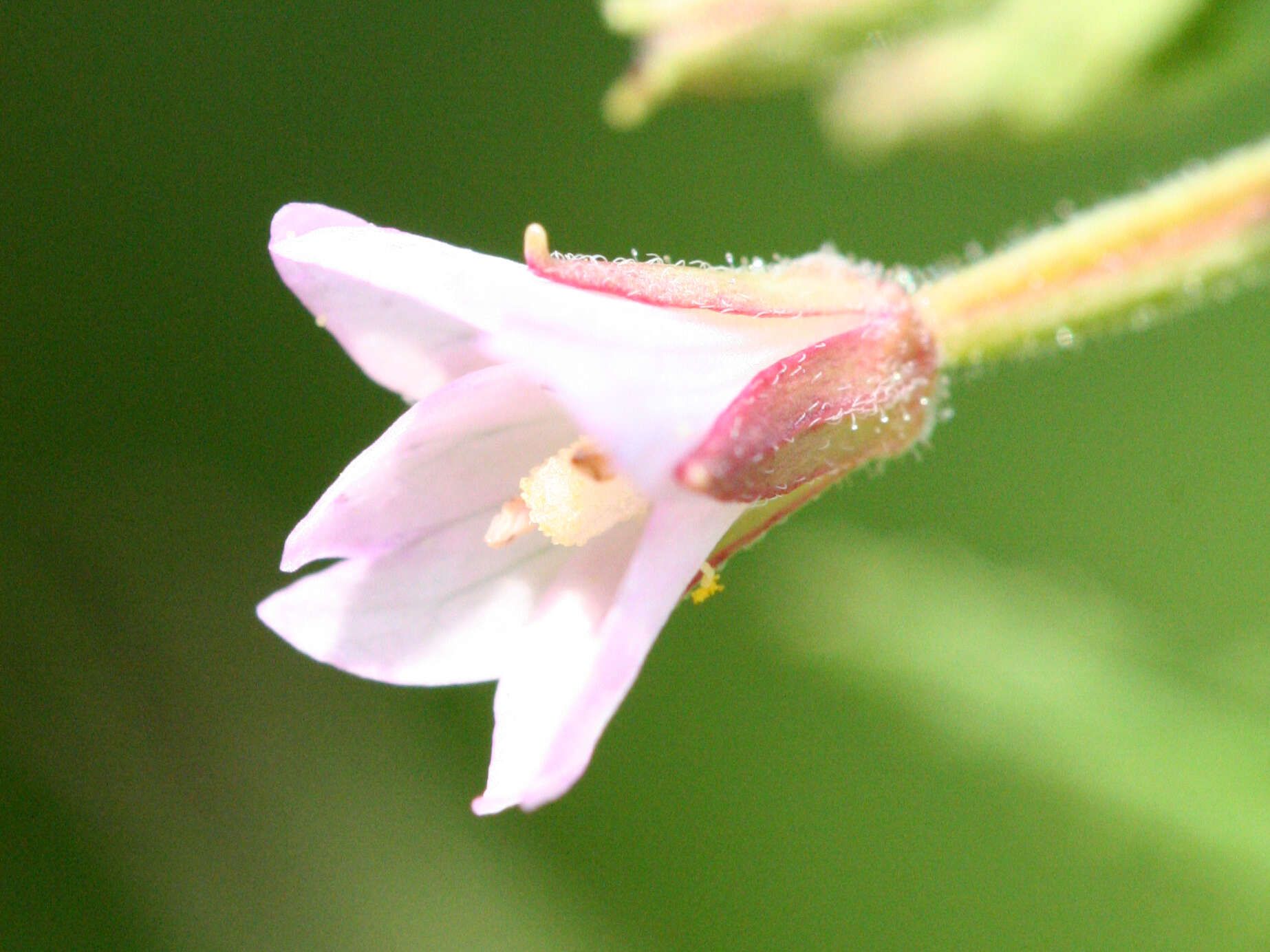 Image of american willowherb