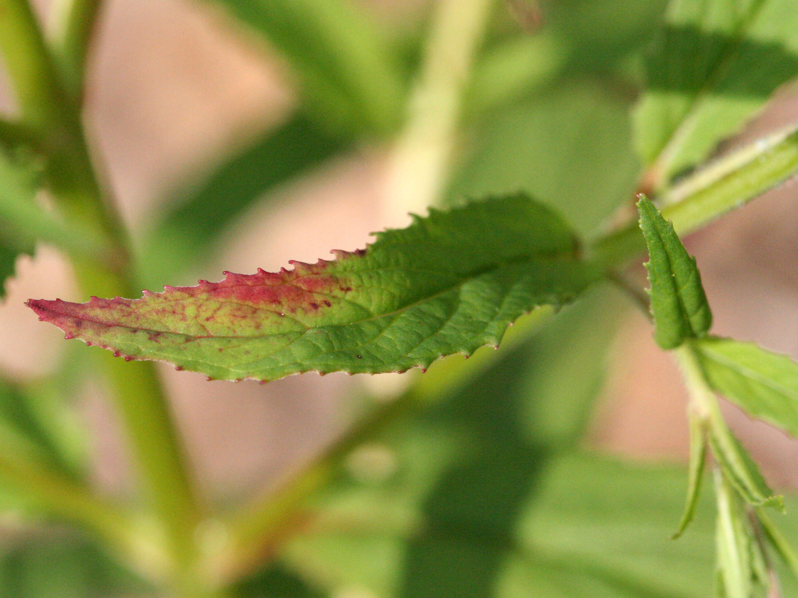 Image of american willowherb