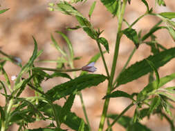 Image of american willowherb