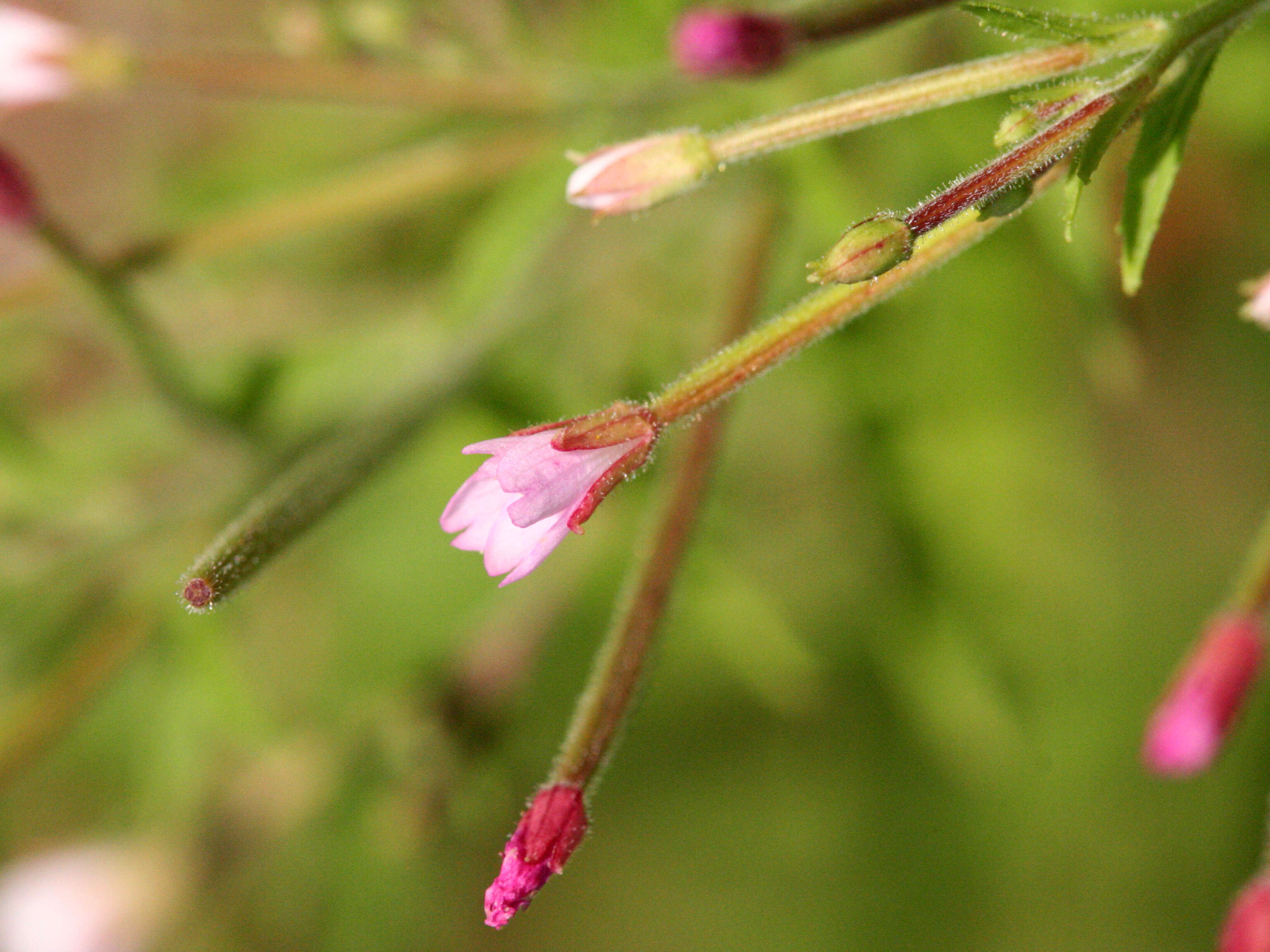 Image of american willowherb