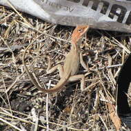 Image of Diporiphora jugularis Macleay 1877