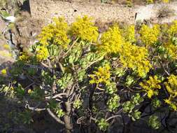 Image of tree stonecrop