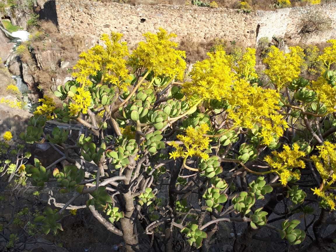 Image of tree stonecrop