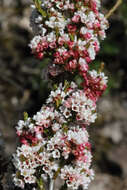 Image of Micromyrtus sessilis J. W. Green