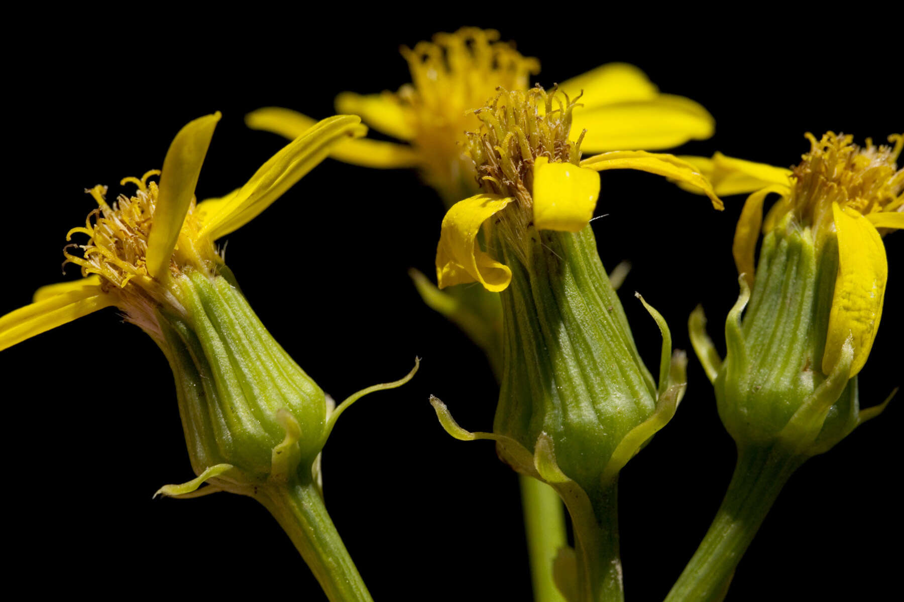 Image of Wooton's ragwort